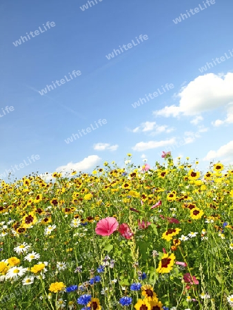 bunte Blumenwiese