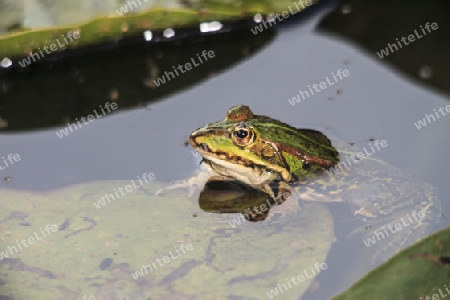 Frosch