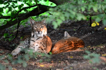 Eurasischer Luchs  (Lynx Iyny)