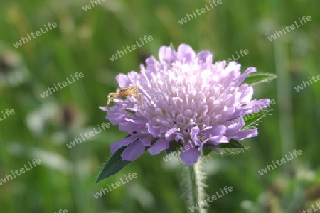 Ackerwitwenblume mit Spinne