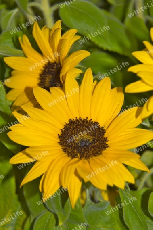 Sonnenblumen