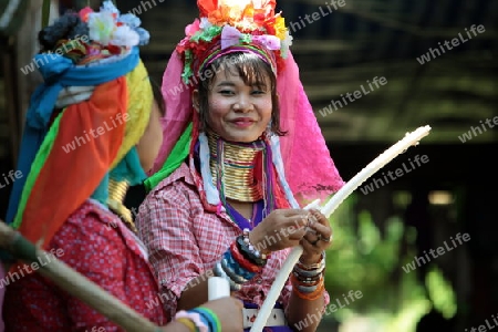 Eine Traditionell gekleidete Langhals Frau eines Paudang Stammes aus Burma lebt in einem Dorf noerdlich von Chiang Mai in Nord Thailand.