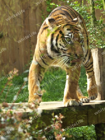 unruhiger Tiger