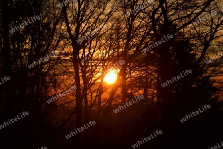 Sonnenuntergang im Wald