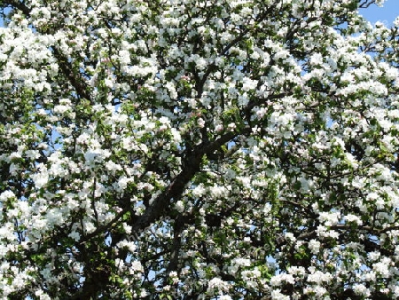 Bl?tenstand des Apfelbaumes