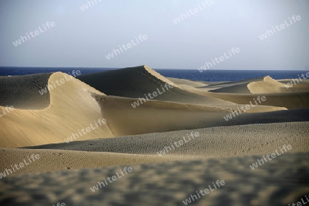 the Sanddunes at the Playa des Ingles in town of Maspalomas on the Canary Island of Spain in the Atlantic ocean.