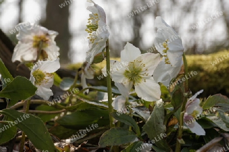 Christrose , Helleborus niger