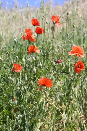 Wilder Mohn mein Freund