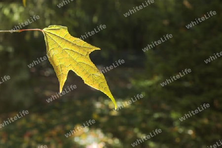 herbstblatt