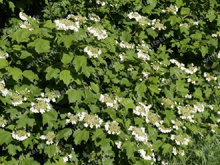 Hortensie