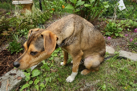 Anton im Garten