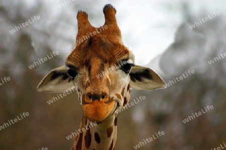 lustige Giraffe