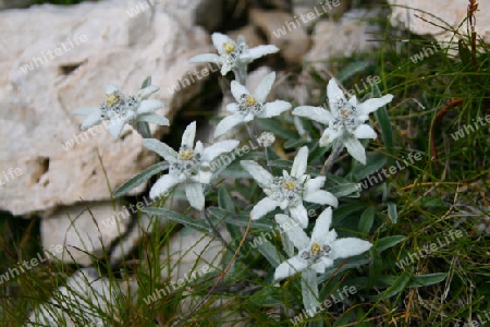 Edelweiss