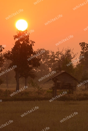 Die Landwirtschaft mit Reisfeldern im Winter bei Amnat Charoen im Isan im osten von Thailand,