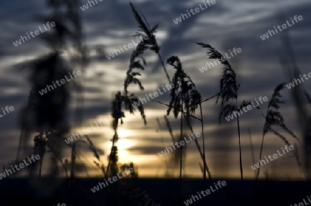 Schilf im Gegenlicht