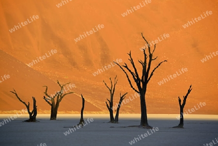 Kameldornb?ume (Acacia erioloba), auch Kameldorn oder Kameldornakazie als Silhouette im letzten Abendlicht auf die D?nen,  Namib Naukluft Nationalpark, Deadvlei, Dead Vlei, Sossusvlei, Namibia, Afrika