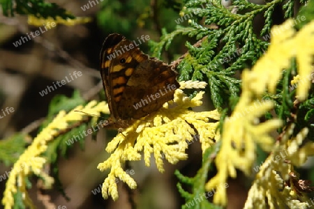 Schmetterling 1