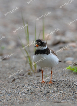 Wasservogel