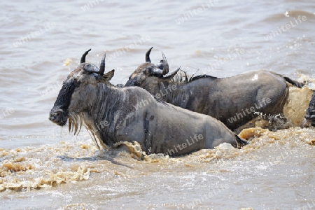 Gnu, Streifengnu, Weissbartgnu (Connochaetes taurinus), Gnumigration, great Migration,  Gnus beim durchqueren des Mara River, Masai Mara, Kenia