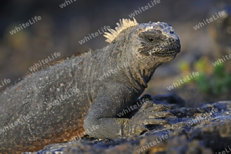 Meerechse (Amblyrhynchus cristatus), Unterart der Insel Isabela, Puerto Villamil,  Galapagos , Unesco Welterbe, Ecuador, Suedamerika