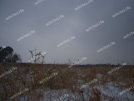 Winter auf den Salzwiesen