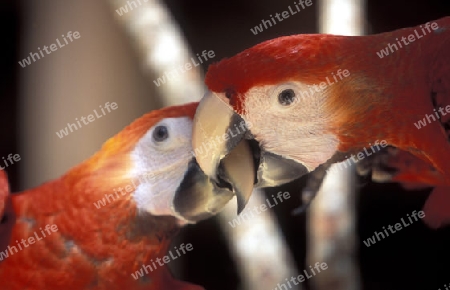 Tropical Birds in the town of Copan in Honduras in Central America,