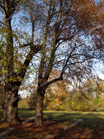 Herbst in Englischer Garten