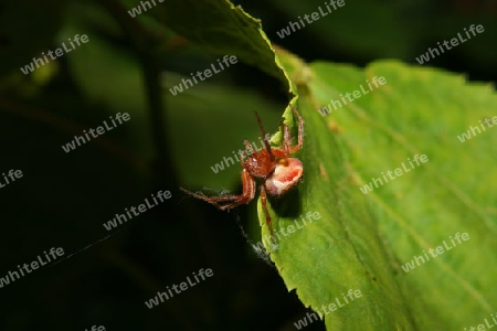 Kreuzspinne (Araneus)