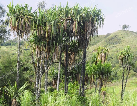 Schraubenbaum -Pandanus tectorius 