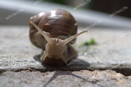 Schnecke 3