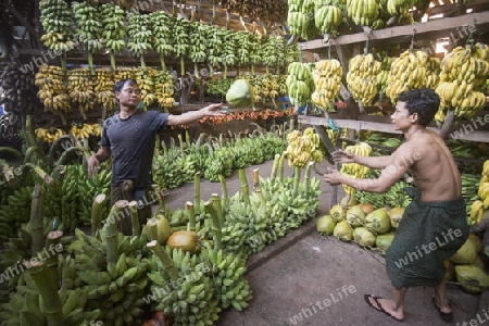 a big Banana Shop in a Market near the City of Yangon in Myanmar in Southeastasia.