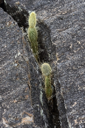 junge Opuntien ( Opuntia echios) wachsen in Felsspalten,  Insel Isabela,  Galapagos , Unesco Welterbe, Ecuador, Suedamerika