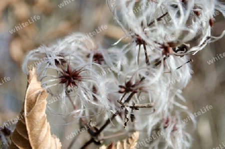 flauschige Waldrebe - Samen