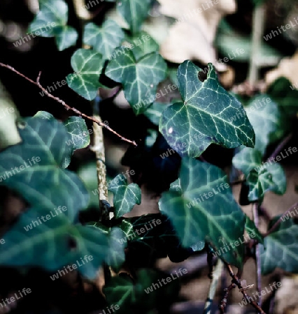 herbst im wald