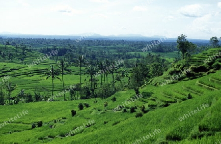 Die Reisfelder und Reisterrassen bei Tegalalang noerdlich von Ubud in Zentral Bali auf der Insel Bali in Indonesien.  