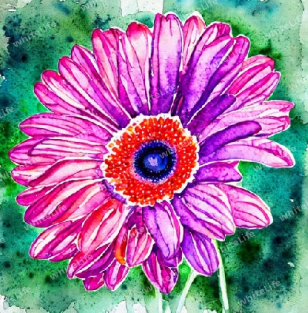 Gerbera