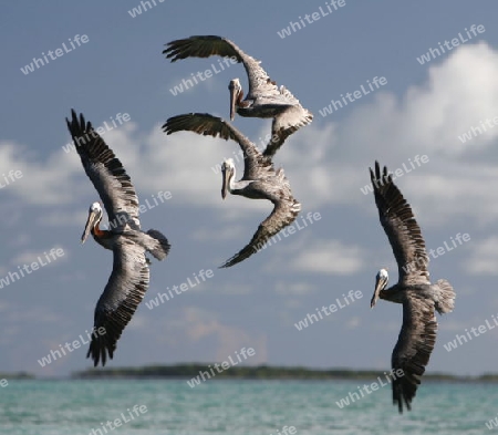 Suedamerika, Karibik, Venezuela, Los Roques, Insel, Atoll, Archipfel, Klima, Reef, Dorfinsel, Vogel, Pelikam, Natur, Fischjagt, Fischen, Seevogel, 