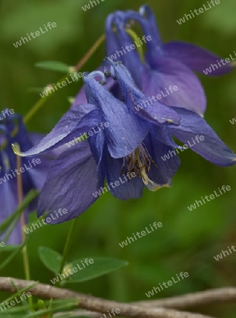 Gemeine Akelei, Aquilegia vulgaris