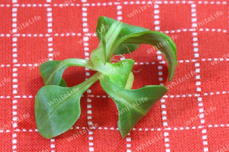 Feldsalat auf rotem Tuch