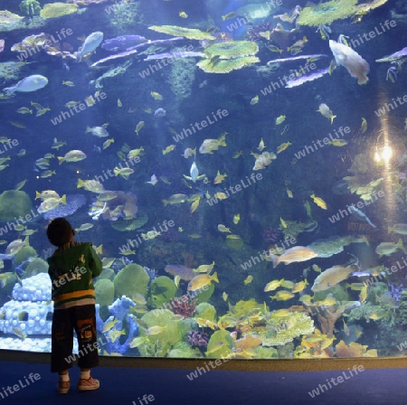 Das Siam Ocean World Aquarium in der Hauptstadt Bangkok von Thailand in Suedostasien.