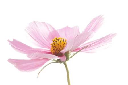 Cosmea