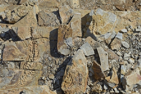 ca. 300 Millionen Jahre alte Fossilien des Mesosaurus tenuidens bei Keetmanshoop, Namibia, Afrika