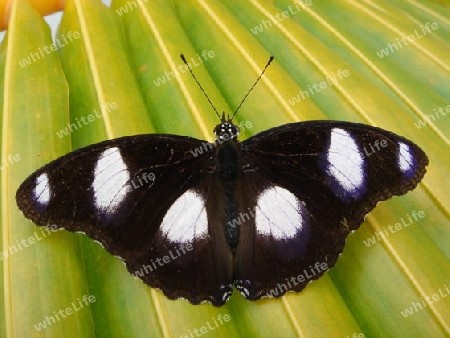 Seltener Schmetterling