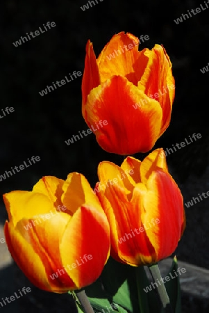 Orangefarbene Tulpenbl?ten