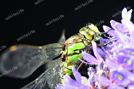 Libelle, Makrofotografie