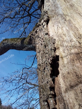 Absterbender Baum II