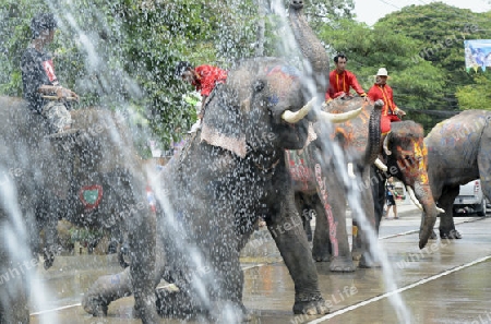 Das Songkran Fest oder Wasserfest zum Thailaendischen Neujahr ist im vollem Gange in Ayutthaya noerdlich von Bangkok in Thailand in Suedostasien.  