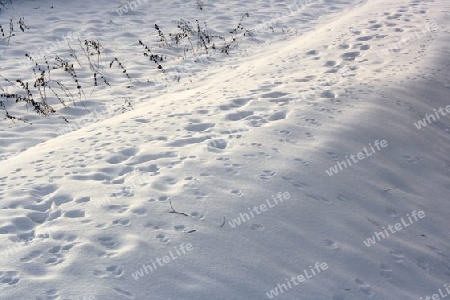 Vogelspuren im Schnee