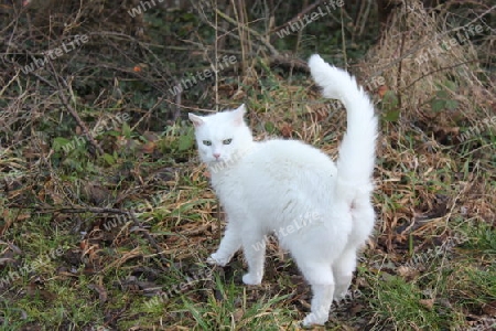 White Cat