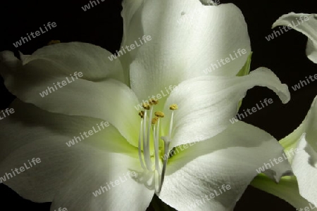 Amaryllis